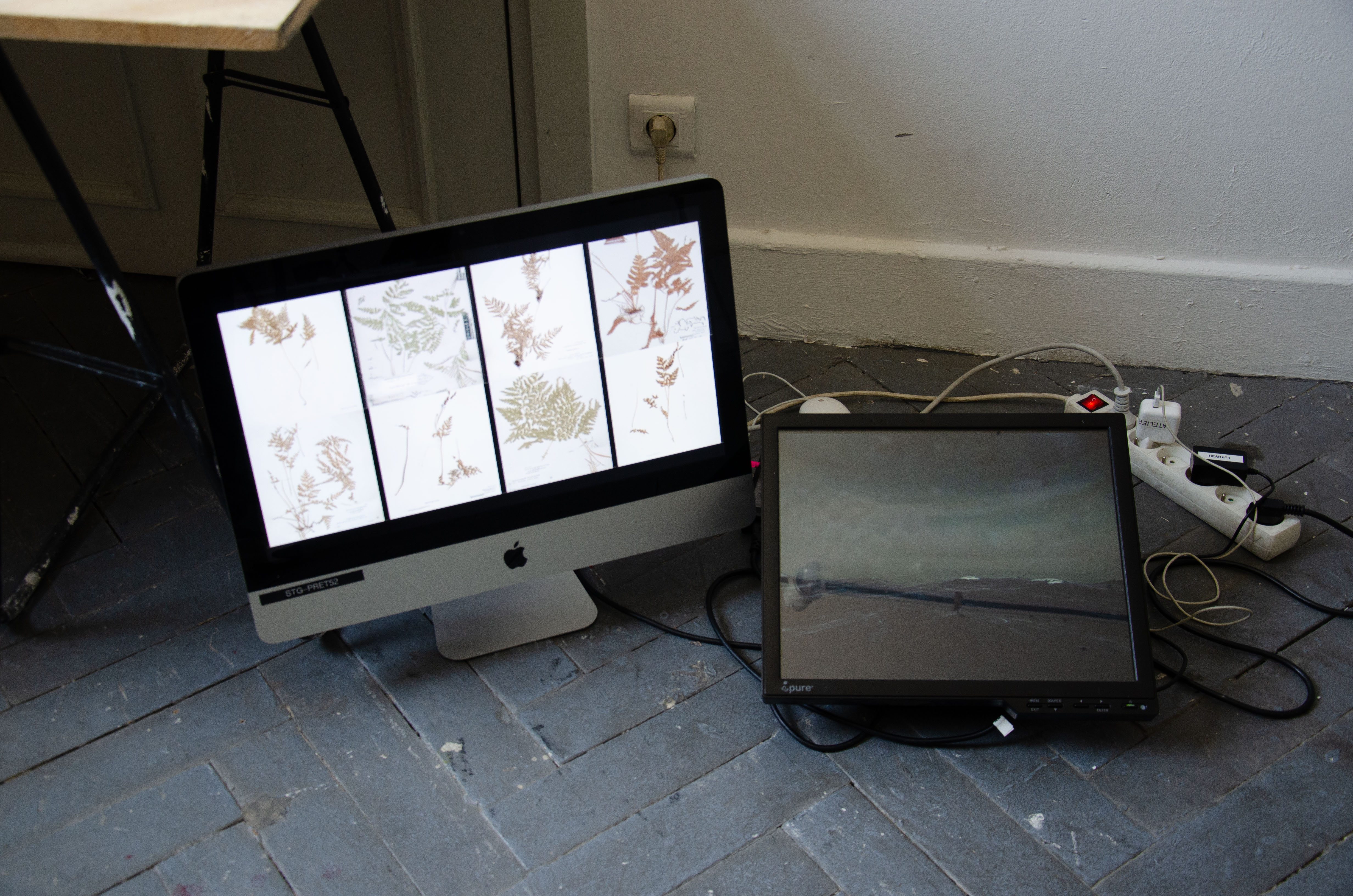 Modèle génératif d'herbier par l'usage de GAN